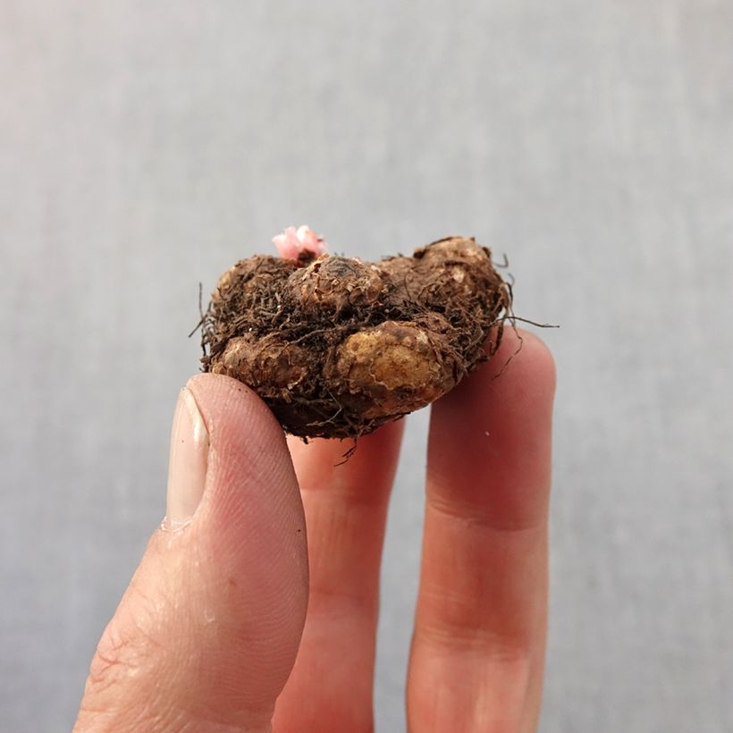 Spécimen de Bégonia retombant pendulata odorata en mélange Bulbe calibre 4+ tel que livré au printemps