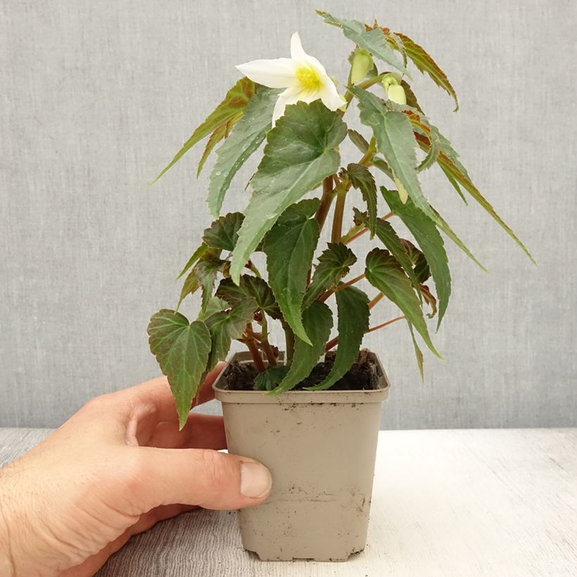 Spécimen de Bégonia retombant Summerwings Apricot en Mini motte Godet de 8/9 cm tel que livré au printemps