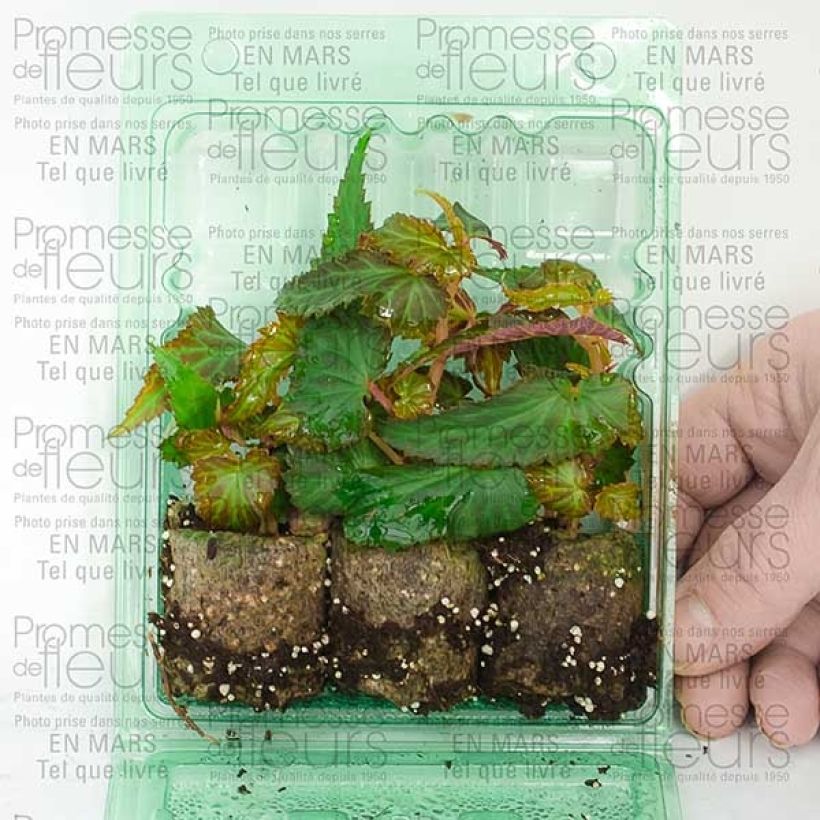 Exemple de spécimen de Bégonia retombant Summerwings White Mini-motte Ø 3/4 cm, Livré en plant vert de 5 à 10 cm de hauteur tel que livré