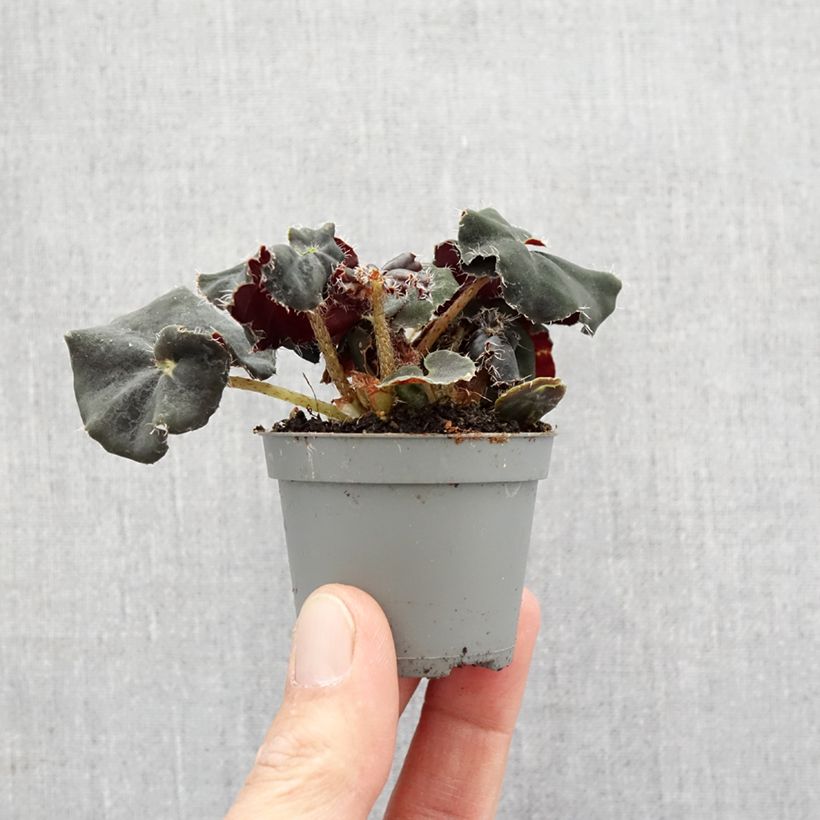 Example of Begonia Rex Dark Mambo Mini-plante as you get in printemps