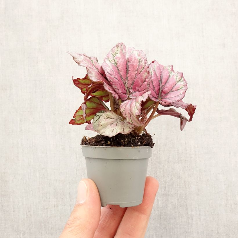 Example of Begonia Rex Hugh McLauchlan Mini-plante as you get in printemps