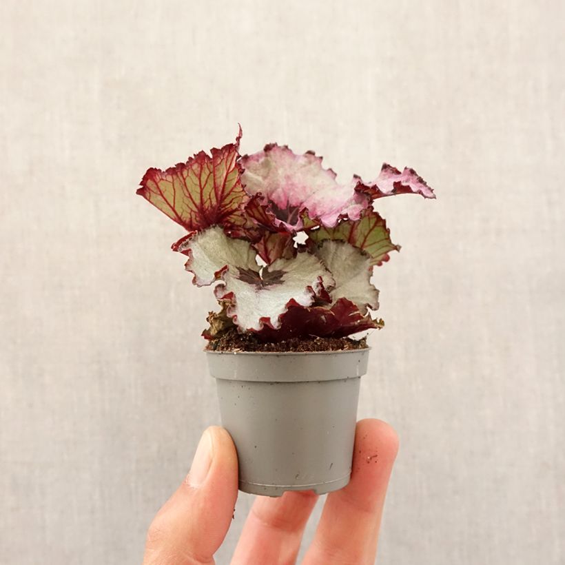 Example of Begonia Rex Red Heart Mini-plante as you get in printemps