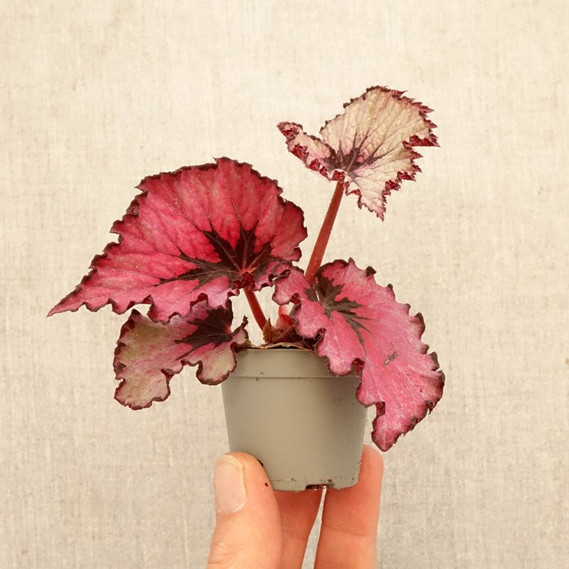 Spécimen de Begonia Rex Spirit of Kwale Mini-plante tel que livré au printemps