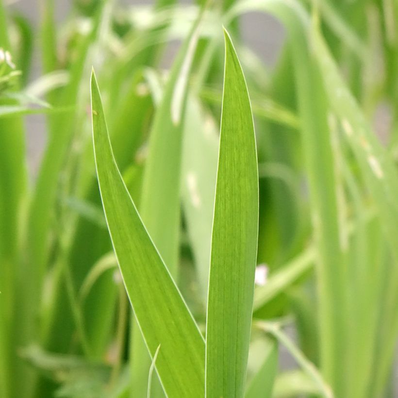 Belamcanda chinensis Hello Yellow - Iris tigré (Feuillage)