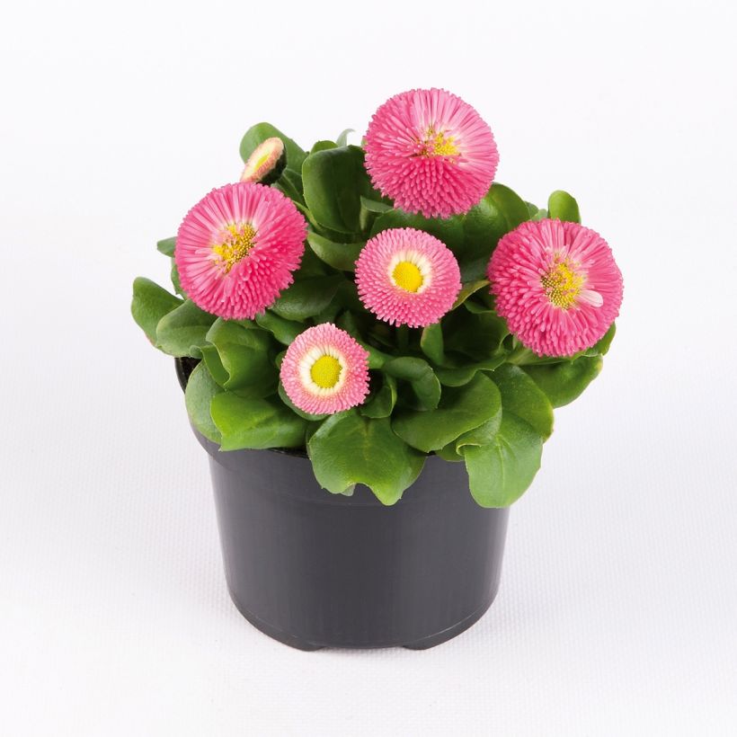Pâquerette Bellissima Compact Rose - Bellis perennis (Port)