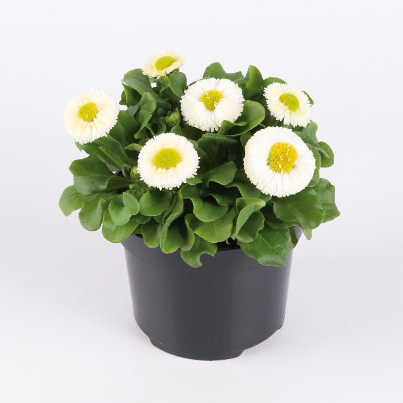 Pâquerette Bellissima Compact White - Bellis Perennis (Port)