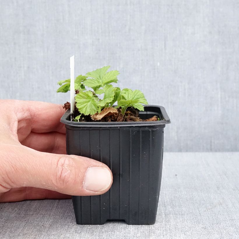 Example of Benoîte des rives Coppertone Godet de 8/9 cm as you get in printemps