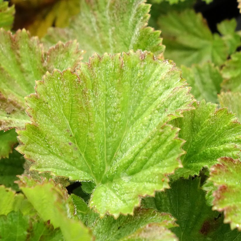 Benoîte des rives Coppertone (Foliage)