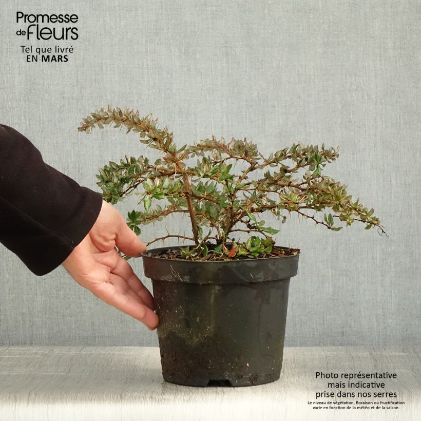Spécimen de Berberis darwinii - Epine-vinette de Darwin Pot de 2L/3L tel que livré au printemps