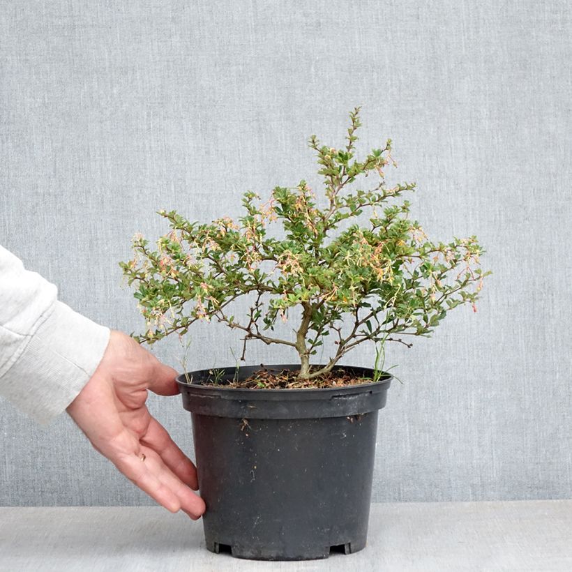 Example of Berberis darwinii Compacta - Épine-vinette Pot de 2L/3L as you get in printemps