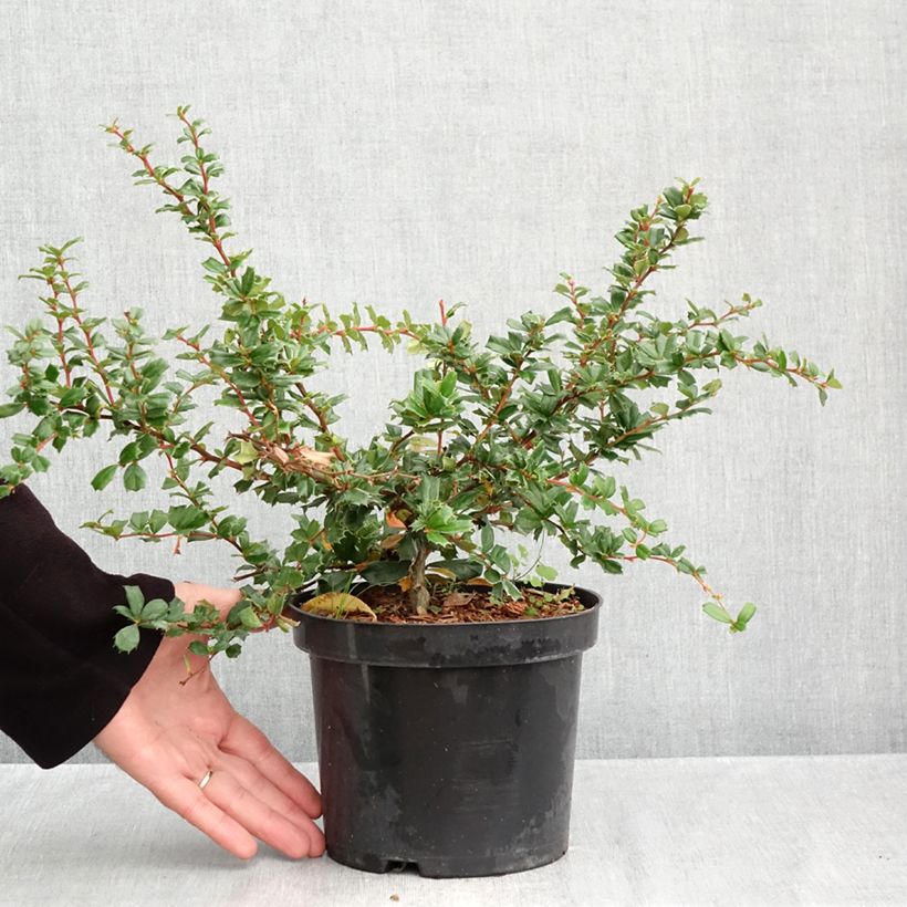 Spécimen de Berberis darwinii - Epine-vinette de Darwin Pot de 2L/3L tel que livré en automne