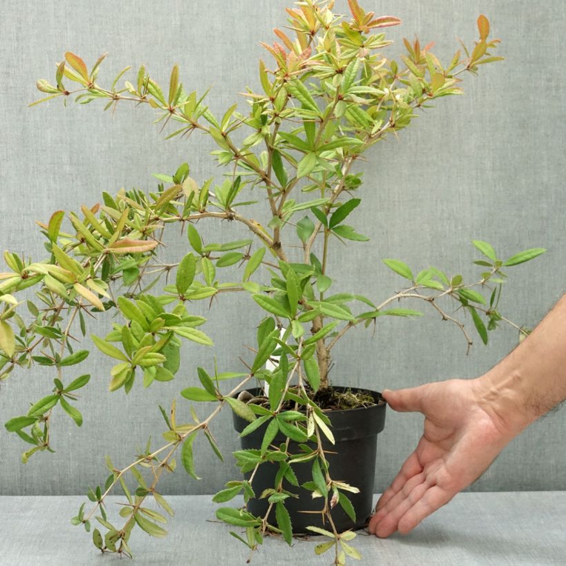Spécimen de Berberis julianae - Epine-vinette de Saint Julien Pot de 2L/3L tel que livré en été