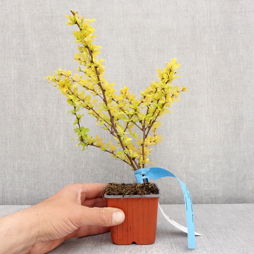 Spécimen de Berberis thunbergii Aurea - Epine-vinette Godet de 8/9 cm tel que livré au printemps