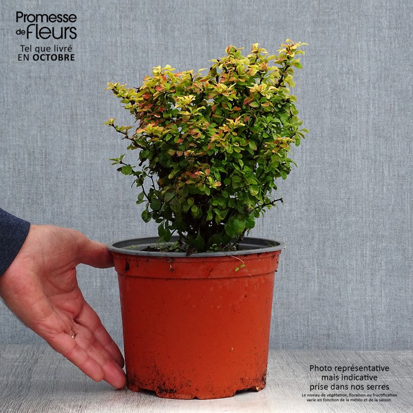 Spécimen de Berberis thunbergii Bonanza Gold - Épine-vinette de Thunberg  Pot de 2L/3L tel que livré en automne