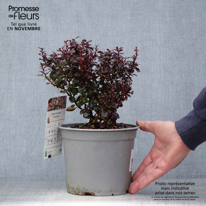 Spécimen de Berberis thunbergii Concorde - Épine-vinette Pot de 2L/3L tel que livré en automne