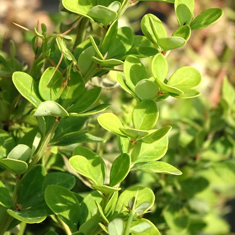 Berberis thunbergii Erecta - Epine-vinette (Foliage)