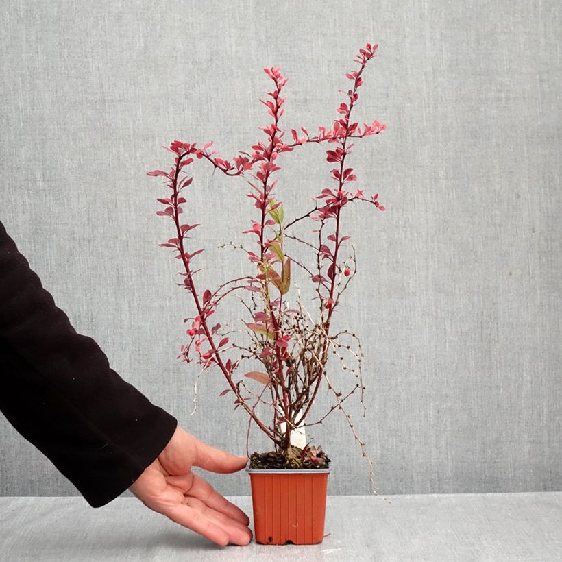 Spécimen de Berberis thunbergii Flamingo - Epine-vinette Godet de 8/9 cm tel que livré en automne
