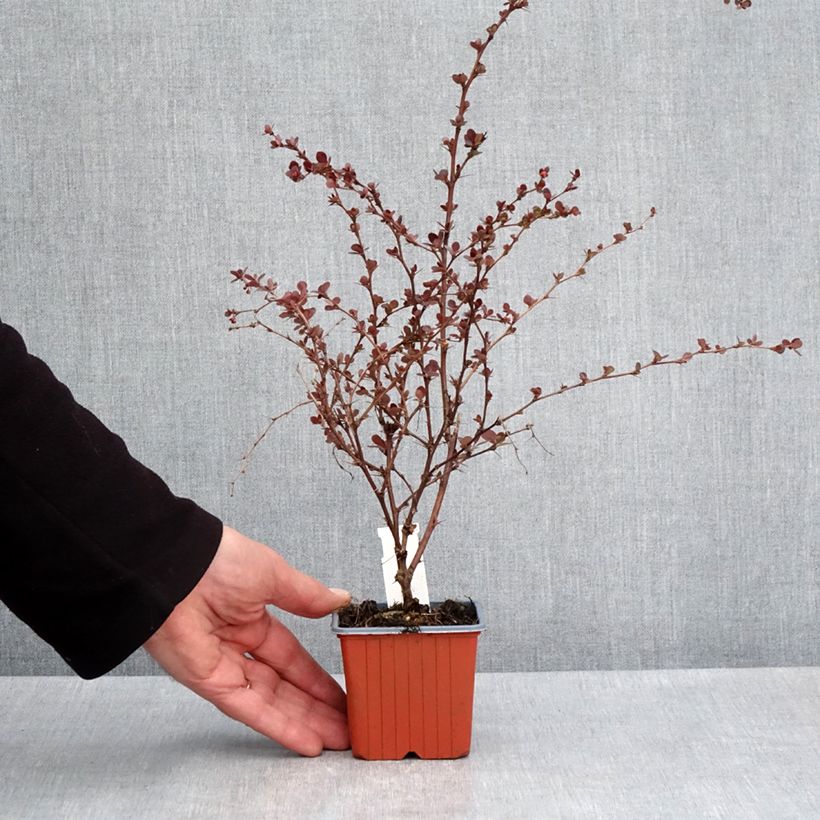 Example of Berberis thunbergii Flamingo - Epine-vinette Godet de 8/9 cm as you get in printemps