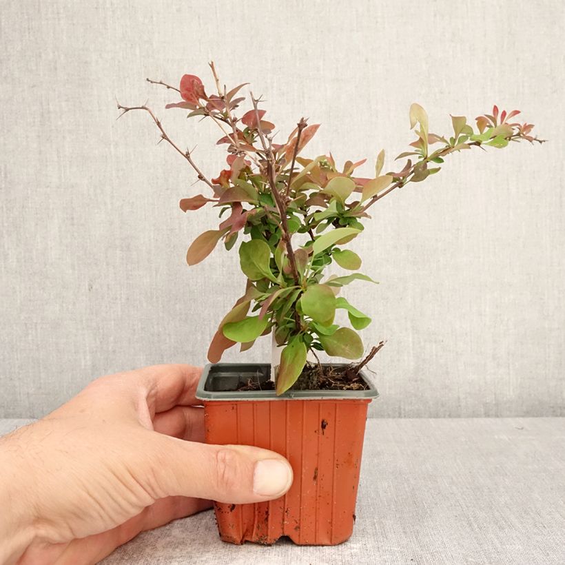 Spécimen de Berberis thunbergii Golden Ring - Epine-vinette Godet de 8/9 cm tel que livré au printemps