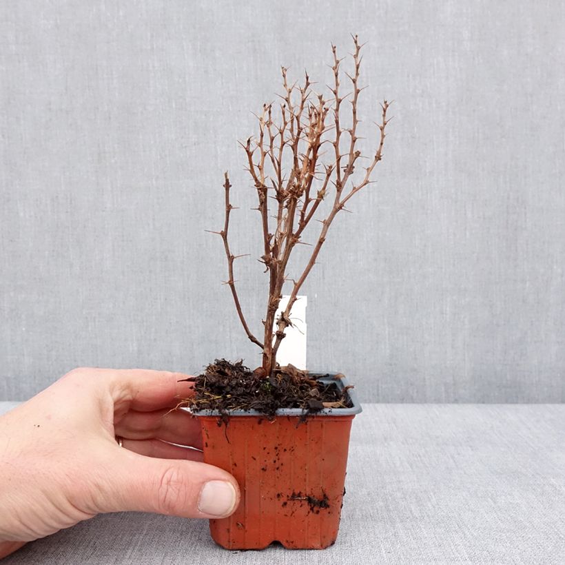 Spécimen de Berberis thunbergii Golden Torch - Epine-vinette Godet de 8/9 cm tel que livré en hiver