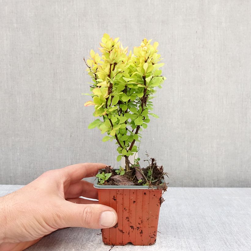 Spécimen de Berberis thunbergii Golden Torch - Epine-vinette Godet de 8/9 cm tel que livré au printemps