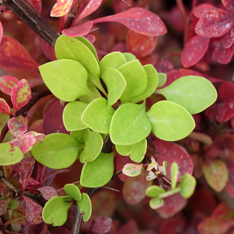 Berberis thunbergii Kelleriis - Epine-vinette (Feuillage)