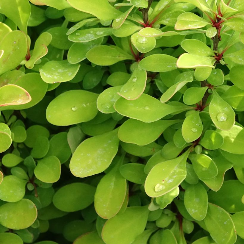 Berberis thunbergii Powwow - Epine-vinette (Feuillage)