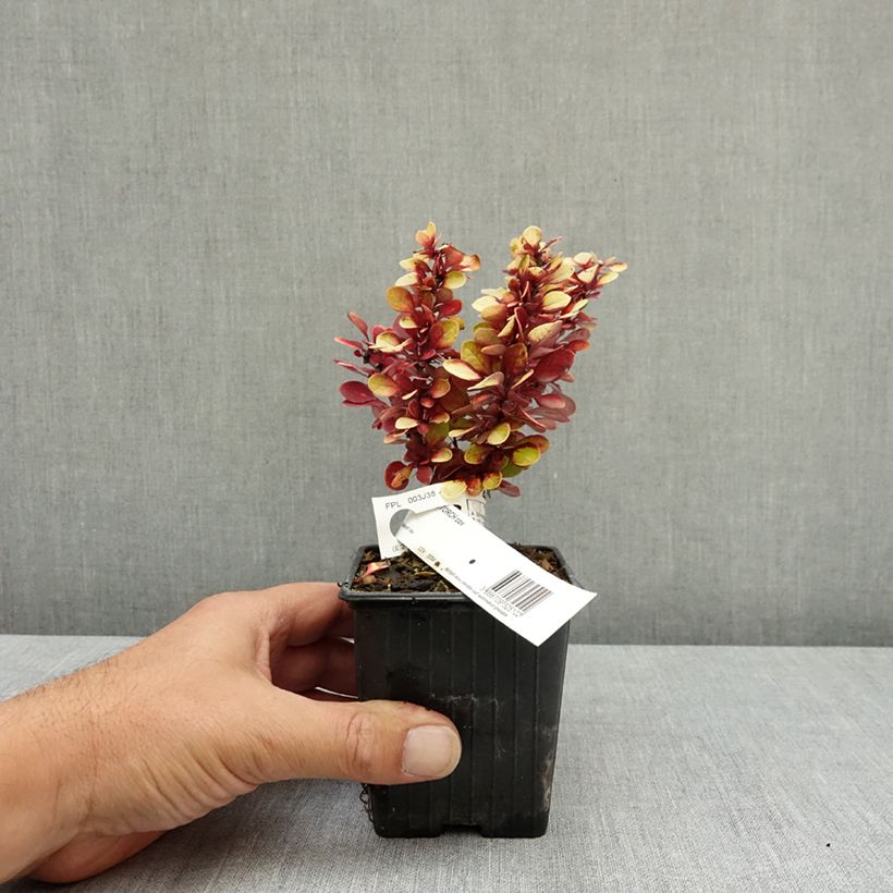 Spécimen de Berberis thunbergii Red Torch - Epine-vinette Godet de 8/9 cm tel que livré en été