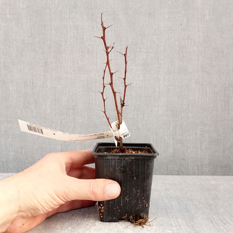 Spécimen de Berberis thunbergii Red Torch - Epine-vinette Godet de 8/9 cm tel que livré en hiver