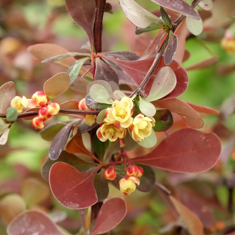 Berberis thunbergii Rosy Glow (Floraison)