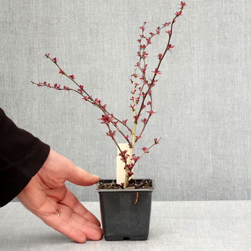 Spécimen de Berberis thunbergii Rosy Glow Godet de 8/9 cm tel que livré au printemps