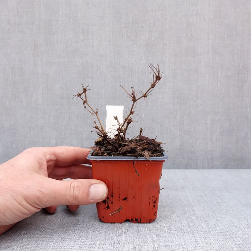 Spécimen de Berberis thunbergii Ruby Star - Epine-vinette Godet de 8/9 cm tel que livré en hiver