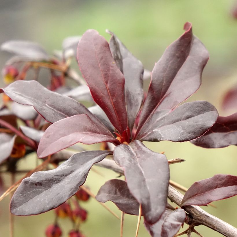 Berberis Thunderbolt® - Epine-vinette (Foliage)