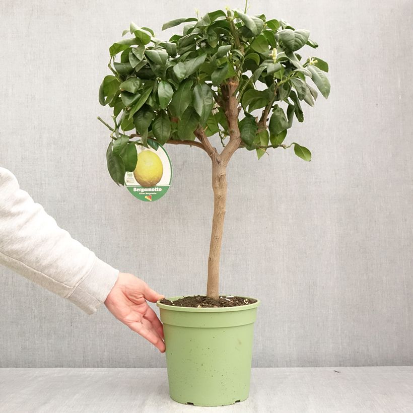 Spécimen de Bergamote - Citrus bergamia Pot de 4L/5L, 1/4 de tige tel que livré au printemps
