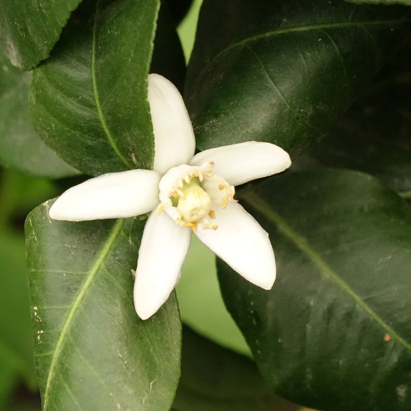 Bergamote - Citrus bergamia (Floraison)