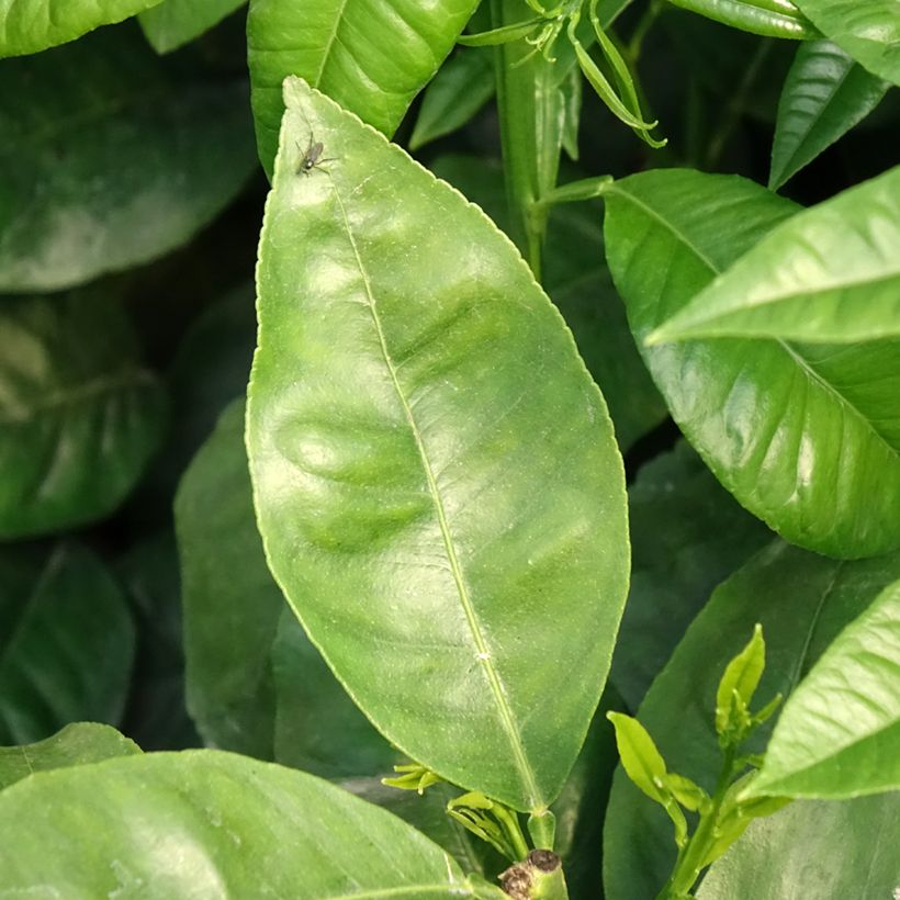 Bergamote - Citrus bergamia (Feuillage)