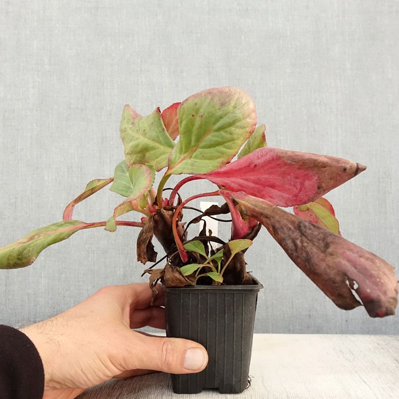 Spécimen de Bergenia Bressingham White Godet de 8/9 cm tel que livré en automne