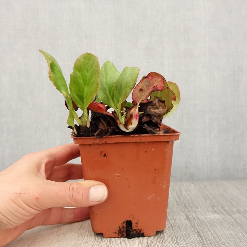 Spécimen de Bergenia Bressingham White Pot de 1,5L/2L tel que livré au printemps
