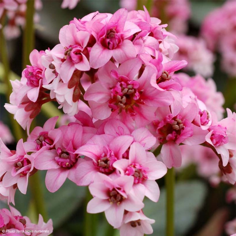 Bergenia Dragonfly Sakura - Plante des savetiers (Flowering)