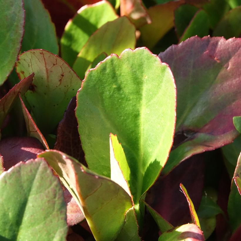 Bergenia Flirt - Plante des savetiers (Feuillage)