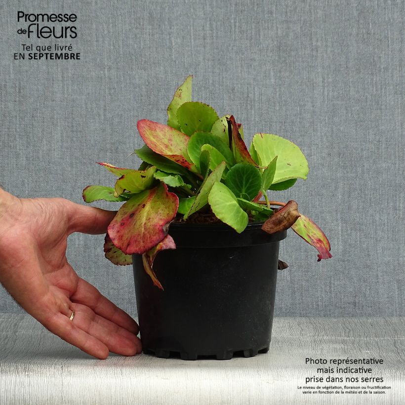 Spécimen de Bergenia hybride Harzkristall Pot de 2L/3L tel que livré en automne