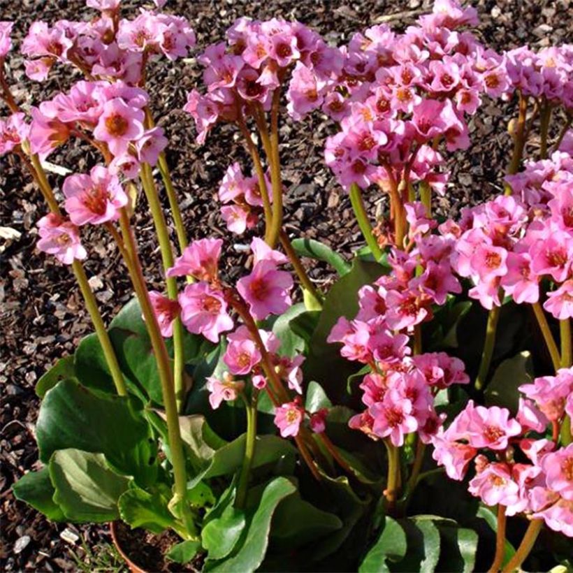 Bergenia Rosenkristall (Flowering)
