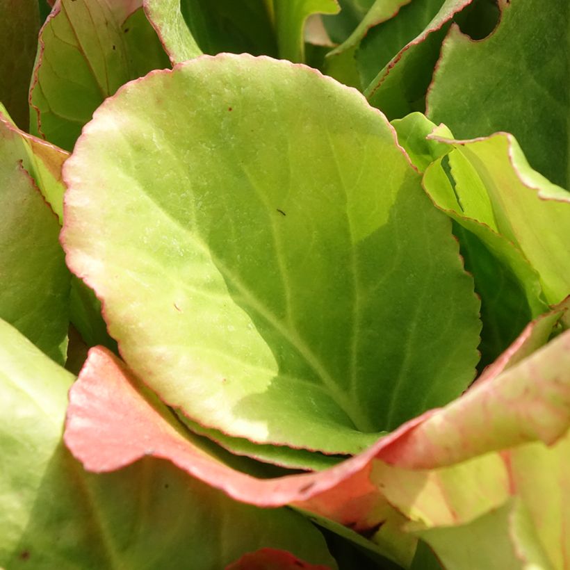 Bergenia purpurascens - Plante des savetiers (Foliage)
