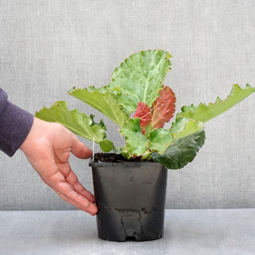 Example of Bergenia Ripple Effect Pot de 2L/3L as you get in printemps