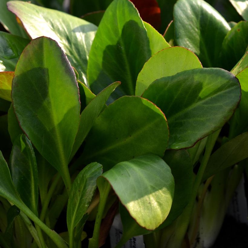 Bergenia Wintermarchen - Bergénie (Foliage)