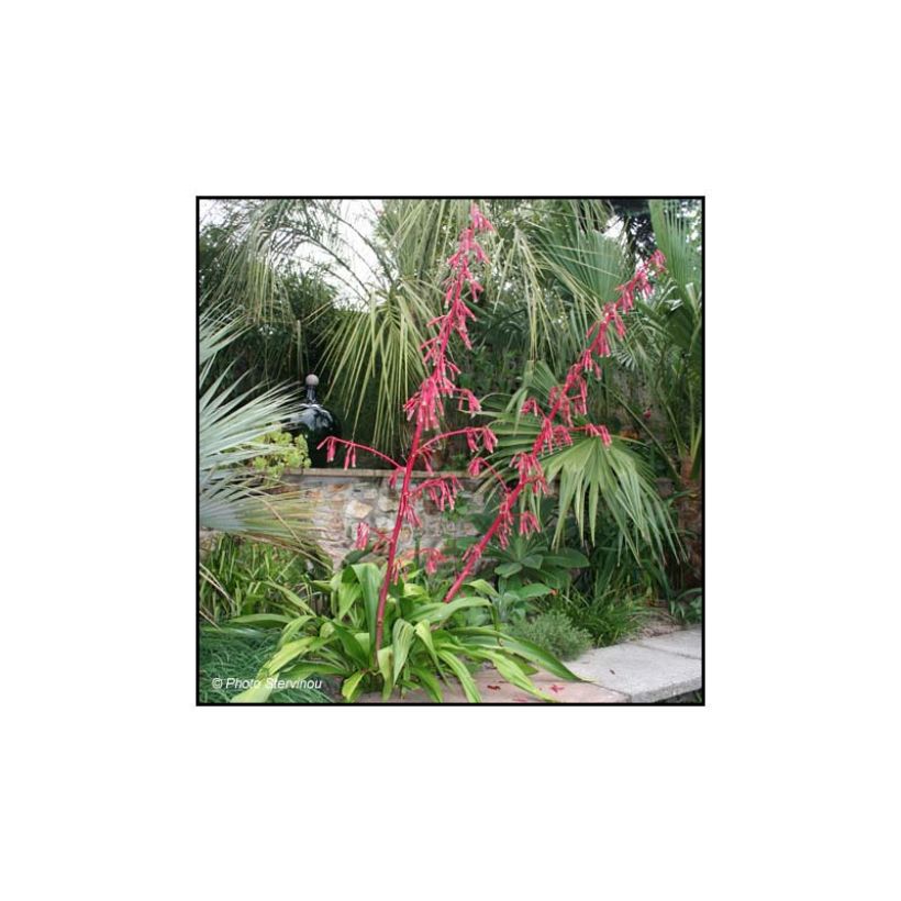 Beschorneria septentrionalis - Lis du Mexique (Plant habit)