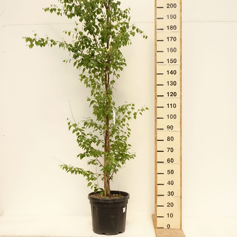 Spécimen de Betula pendula (alba, verrucosa) Pot de 18L/20L tel que livré au printemps