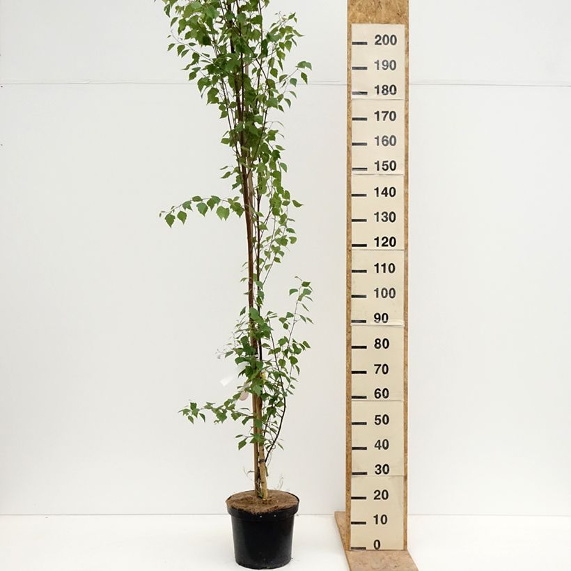 Spécimen de Betula pendula Fastigiata - Bouleau fastigié Pot de 7,5L/10L, Tige tel que livré au printemps