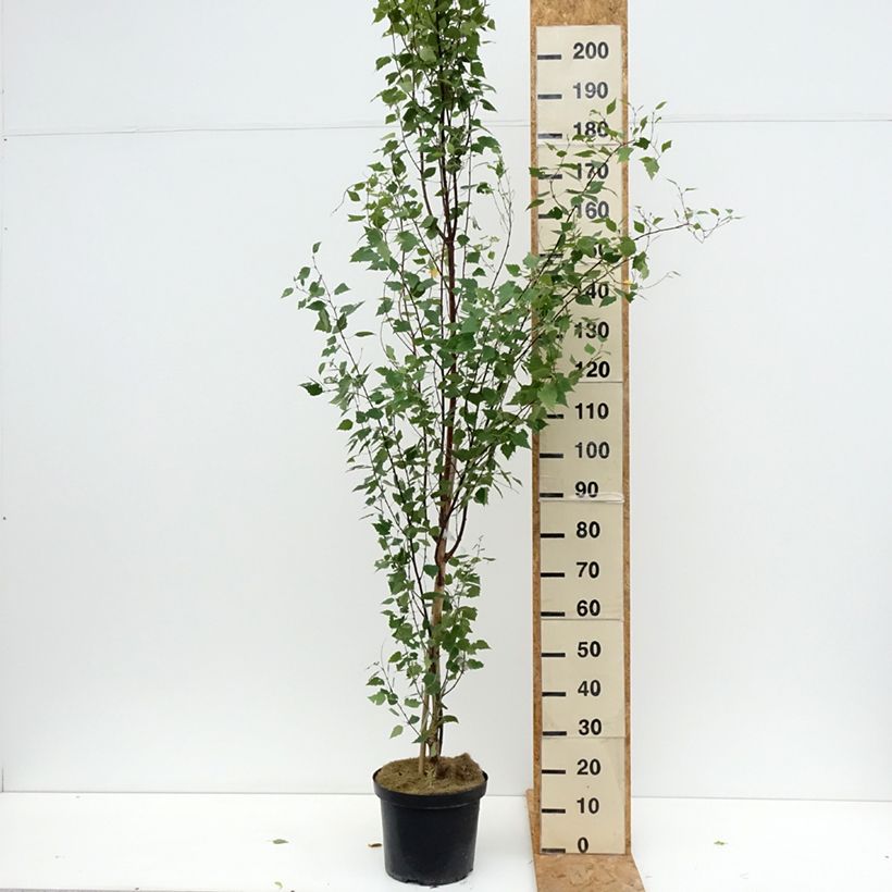 Spécimen de Betula pendula Fastigiata - Bouleau fastigié Pot de 7,5L/10L, Tige tel que livré en été