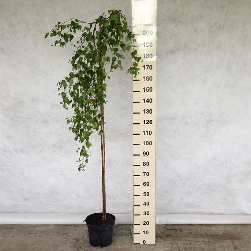 Example of Bouleau pleureur Youngii - Betula pendula Pot de 7,5L/10L as you get in printemps